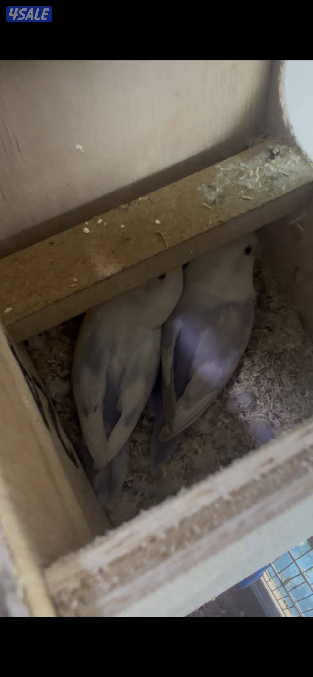 طيور متنوعه1