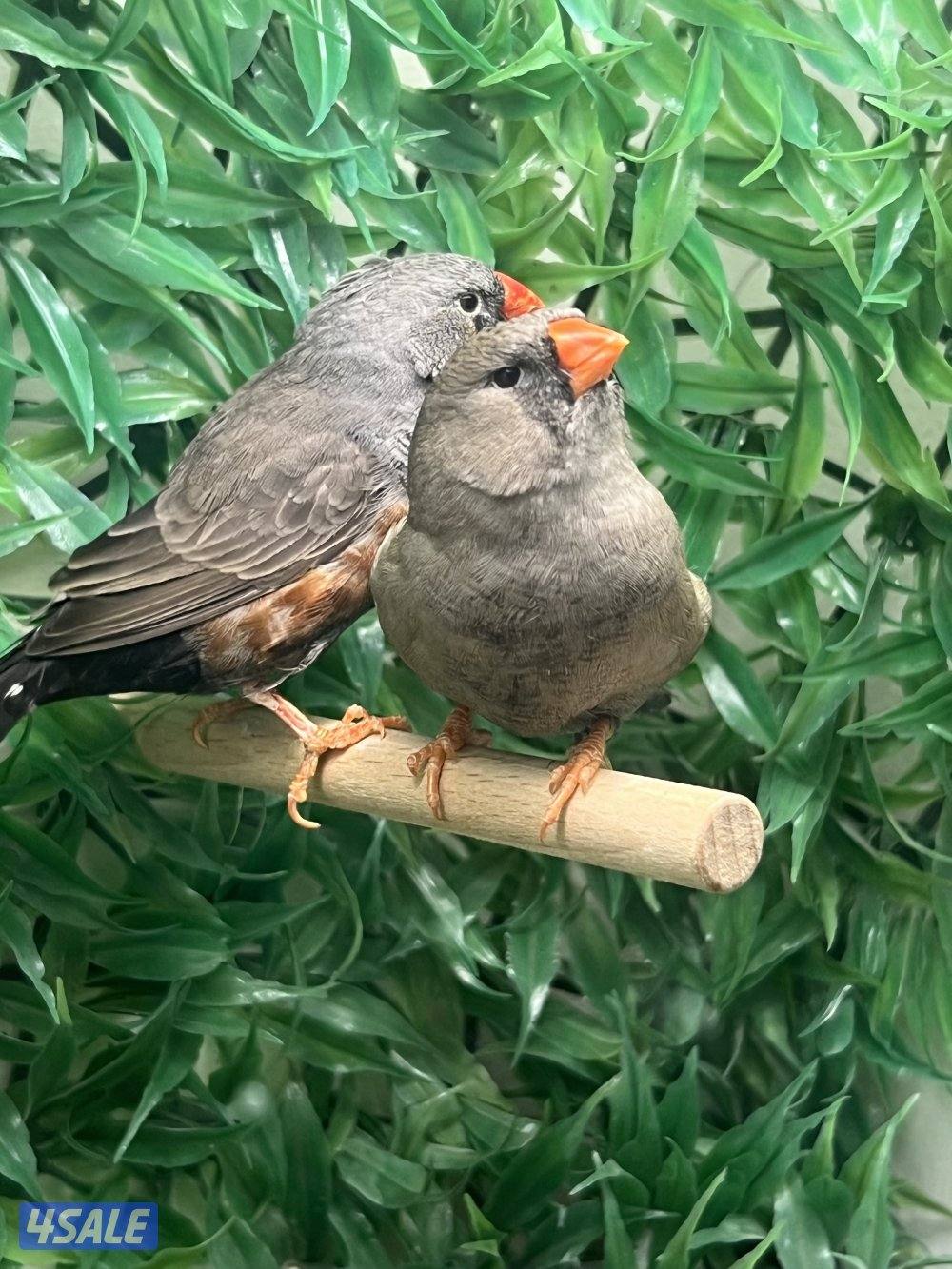 طيور متنوعه2