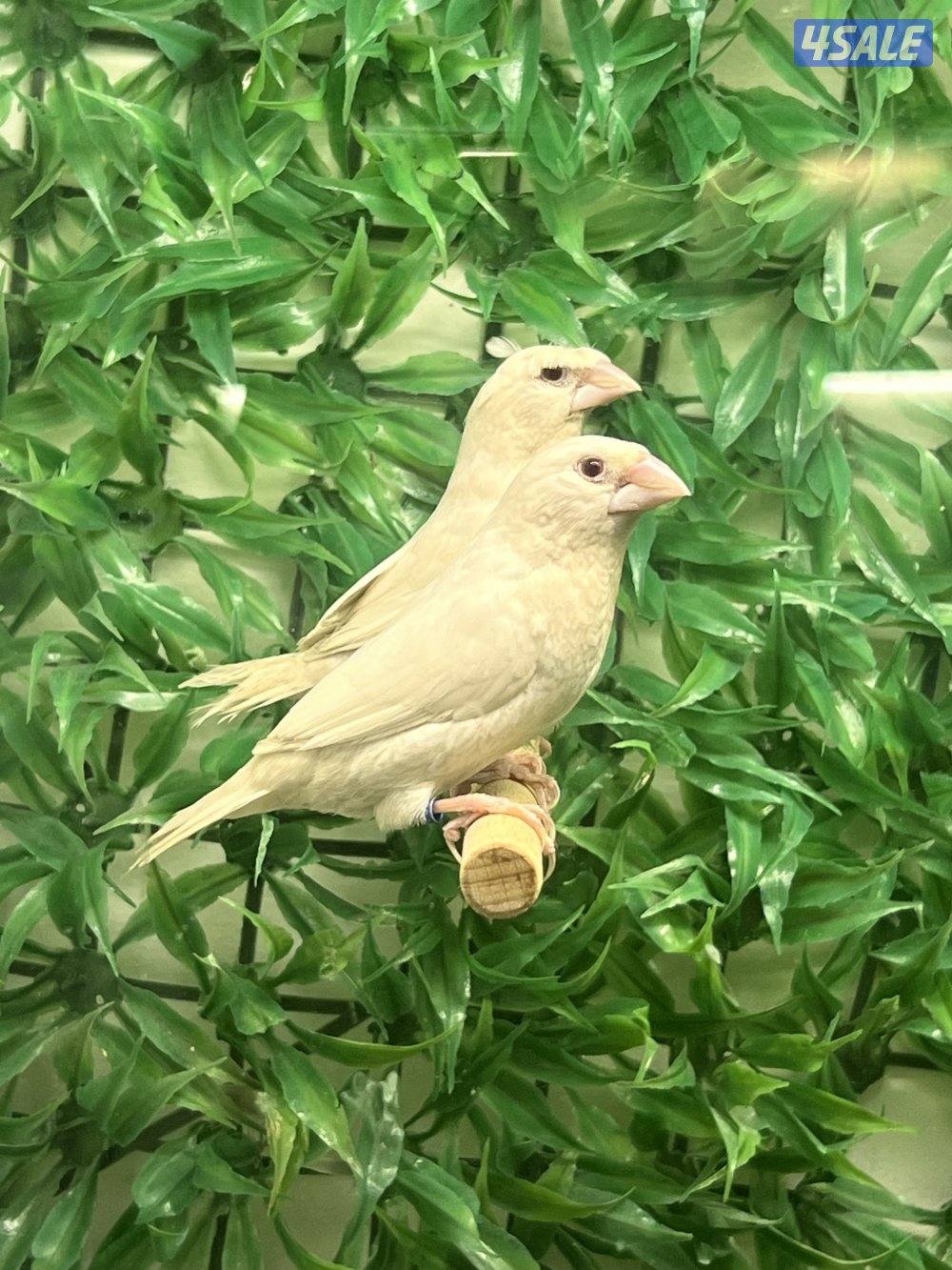 طيور متنوعه3