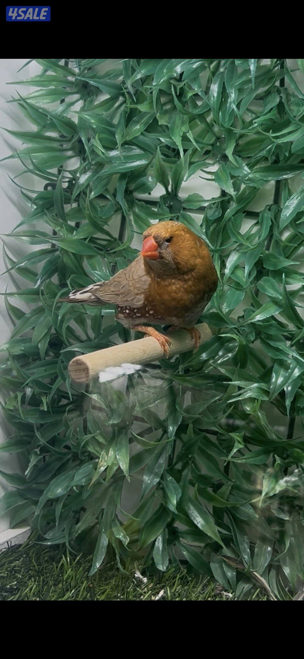 طيور متنوعه4