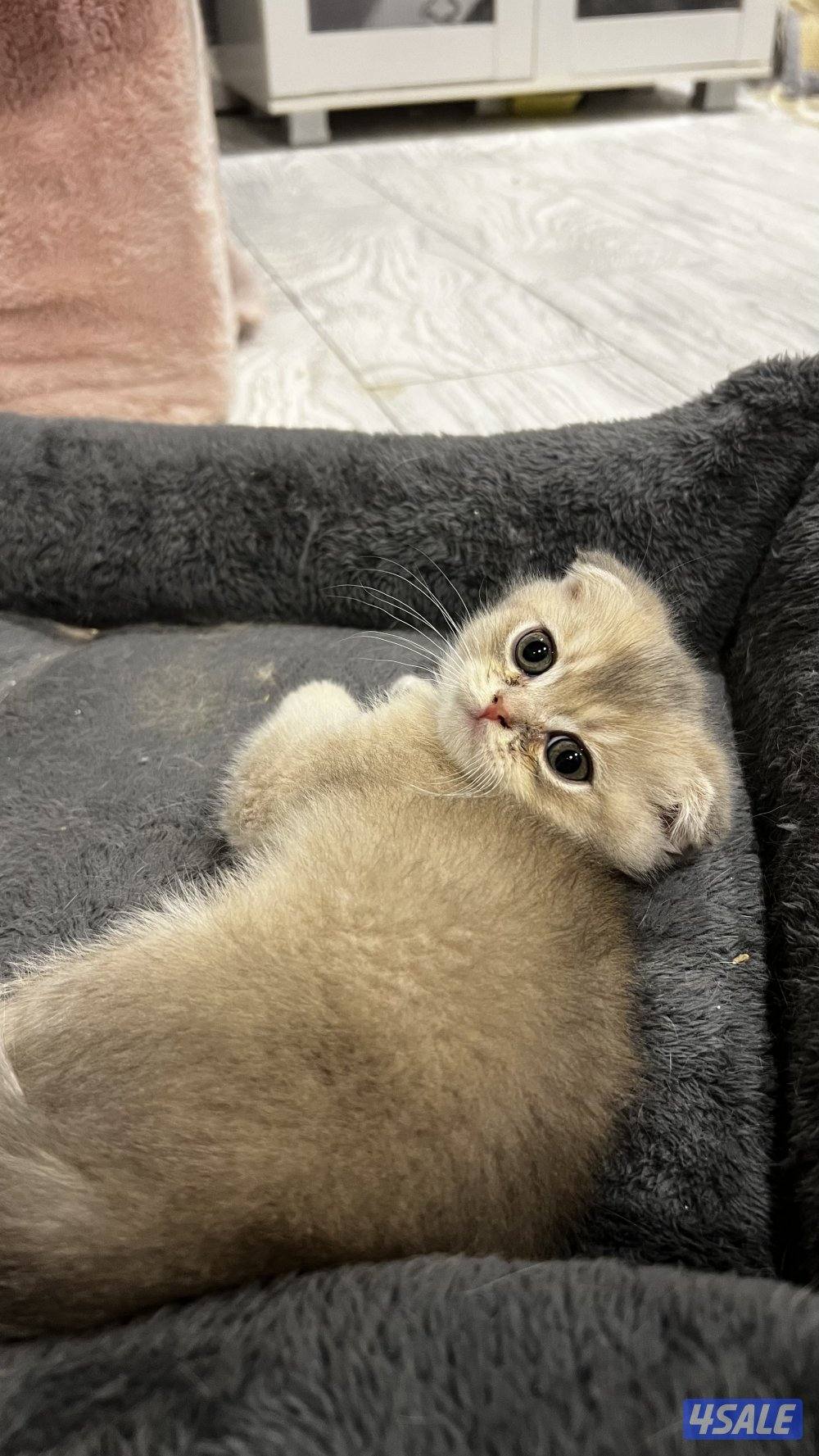 قطاوه برتش بيور الابو قولد ny12 مسجل والام سكوتش فولد1