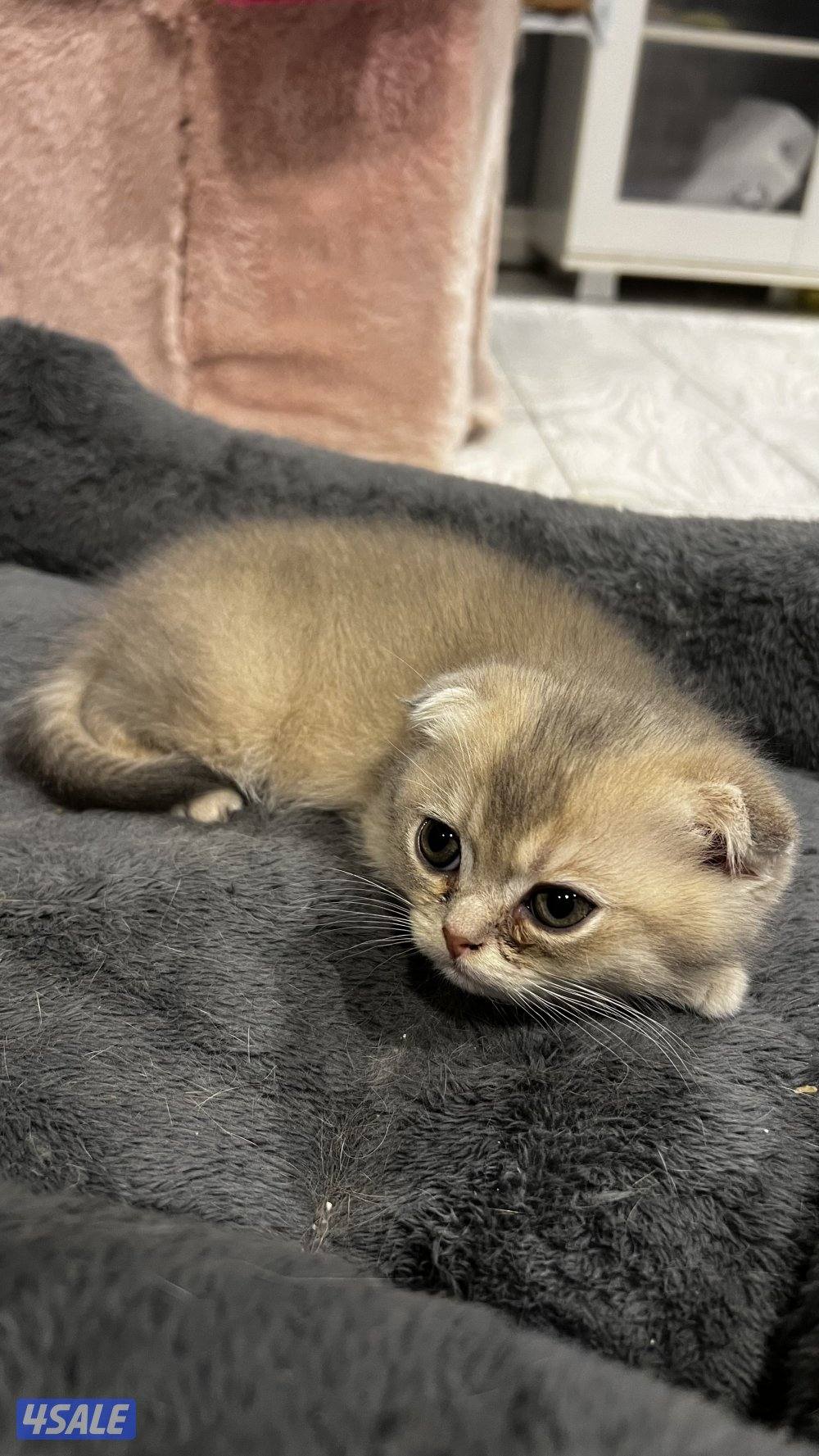 قطاوه برتش بيور الابو قولد ny12 مسجل والام سكوتش فولد2