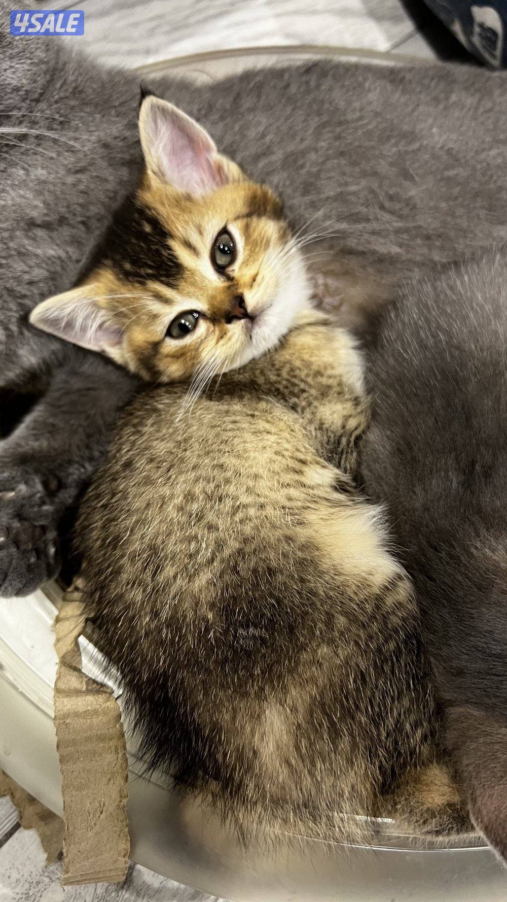 قطاوه برتش بيور الابو قولد ny12 مسجل والام سكوتش فولد3