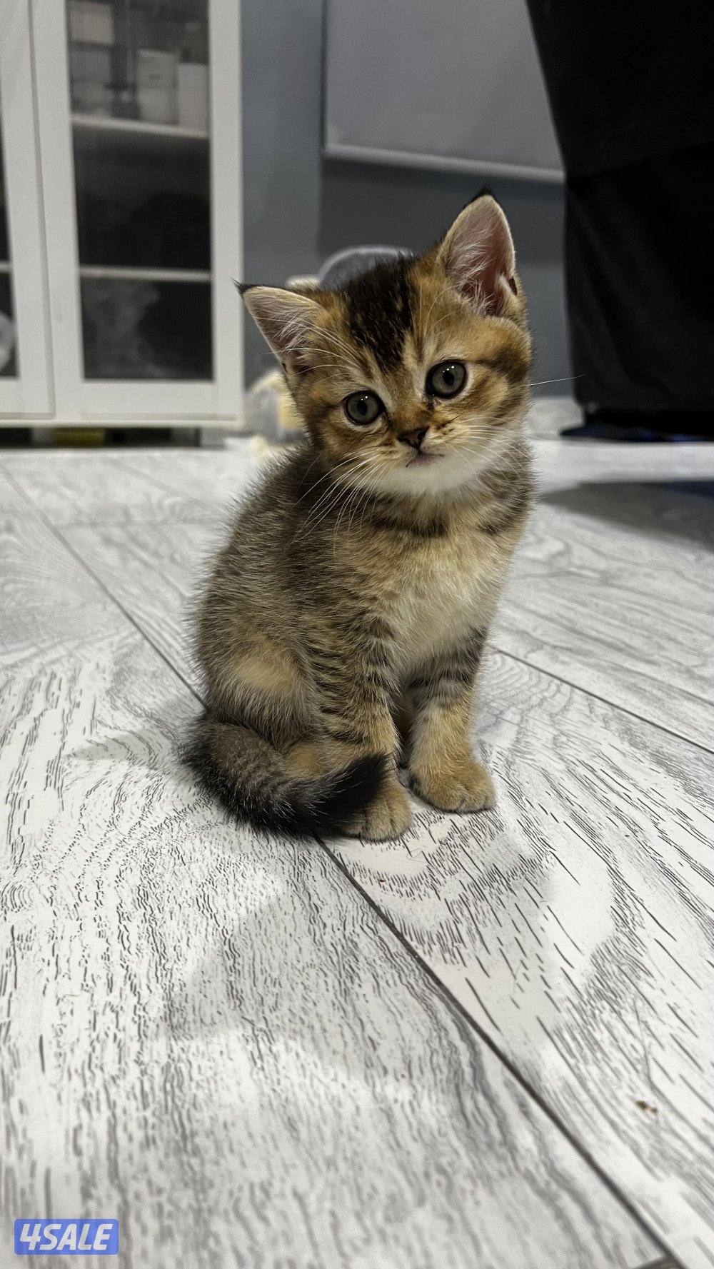 قطاوه برتش بيور الابو قولد ny12 مسجل والام سكوتش فولد4