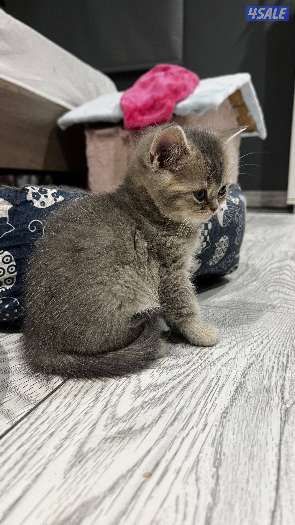 قطاوه برتش بيور الابو قولد ny12 مسجل والام سكوتش فولد5