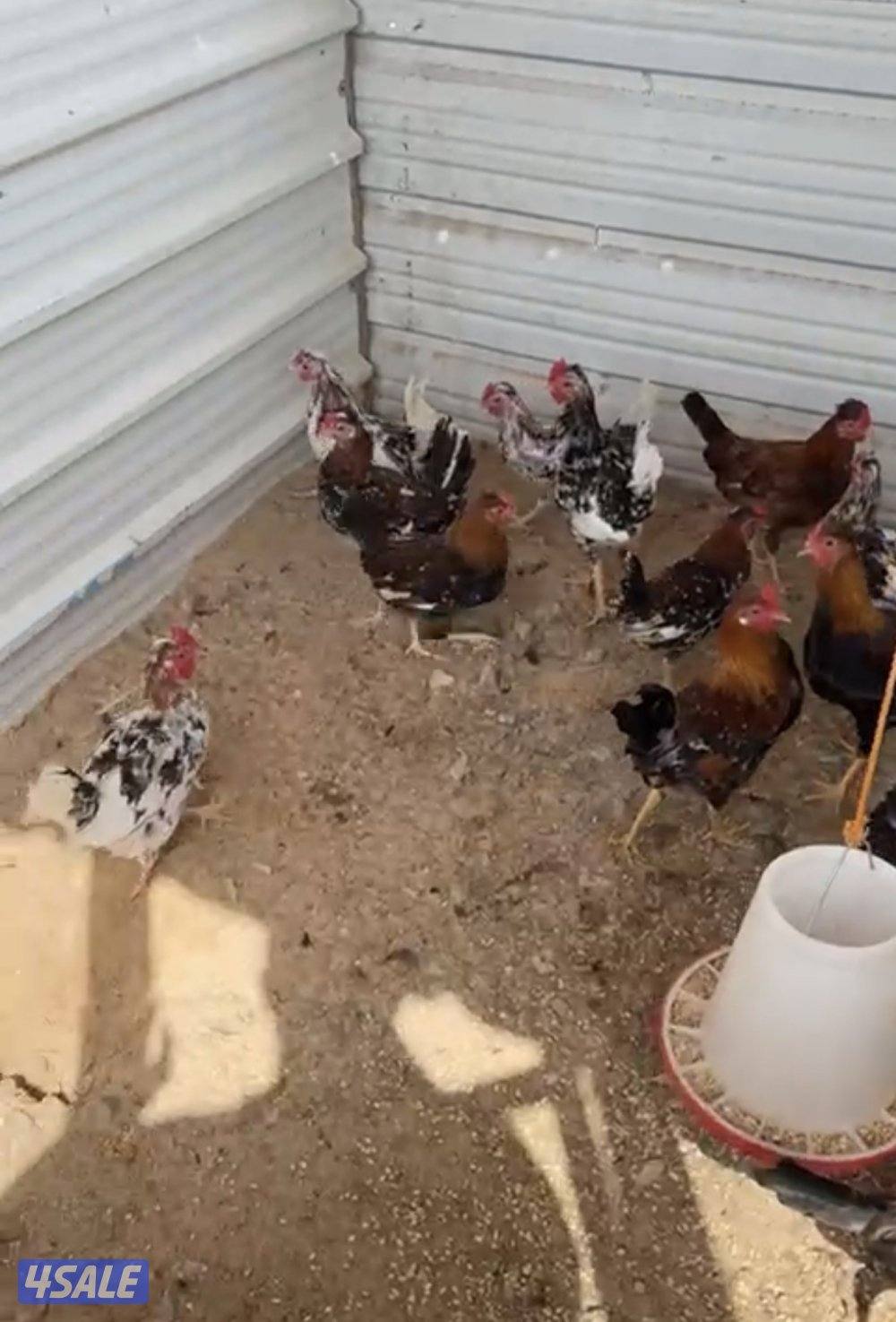 للبيع بيض دجاج ماكنتوش0