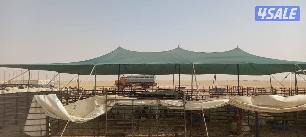 بيت غنم ومظلات5