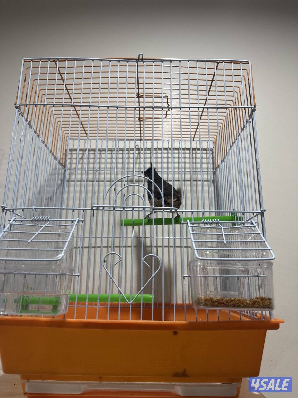 بلبل ماليزي شرط تغريد0