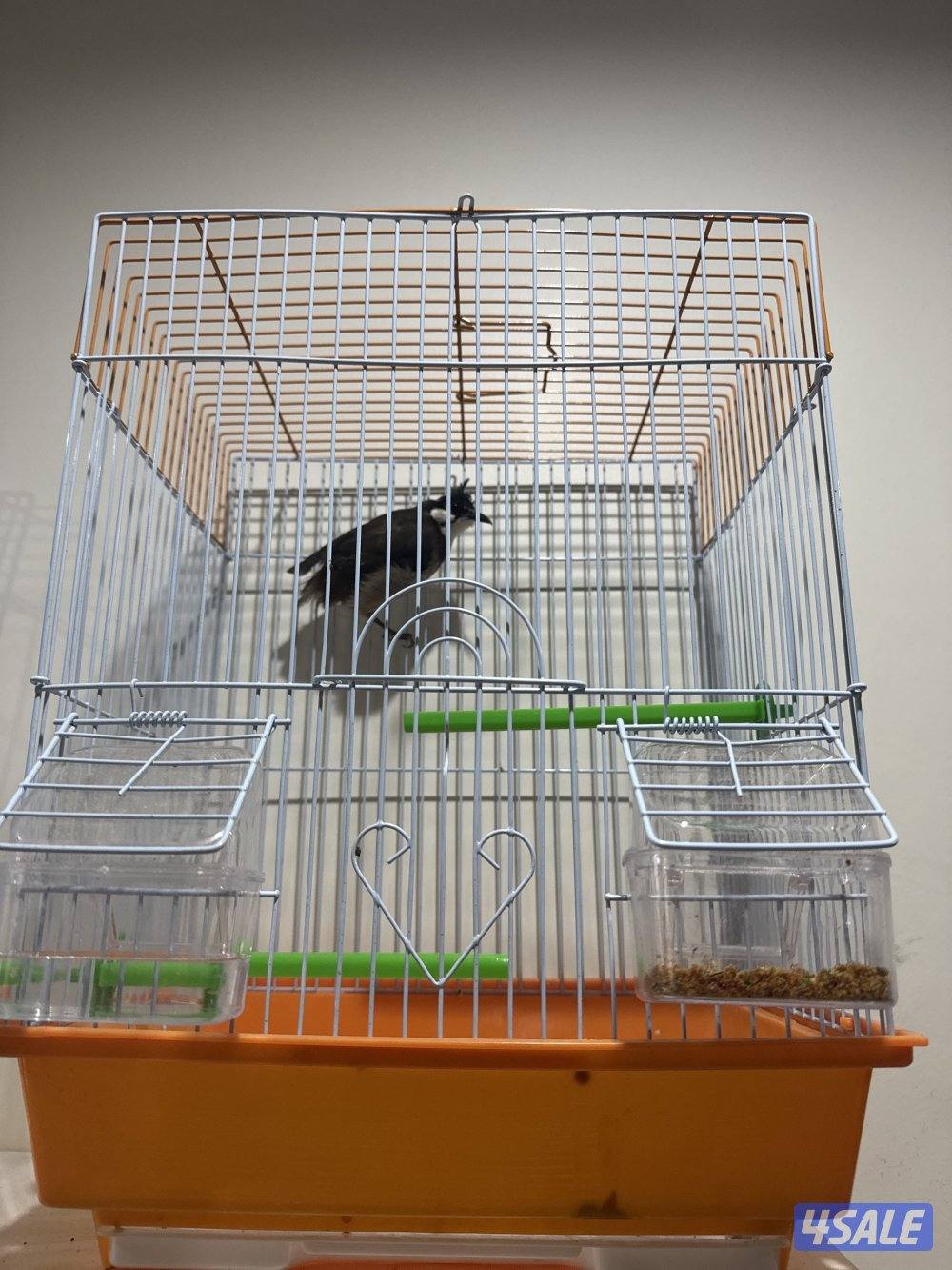 بلبل ماليزي شرط تغريد1