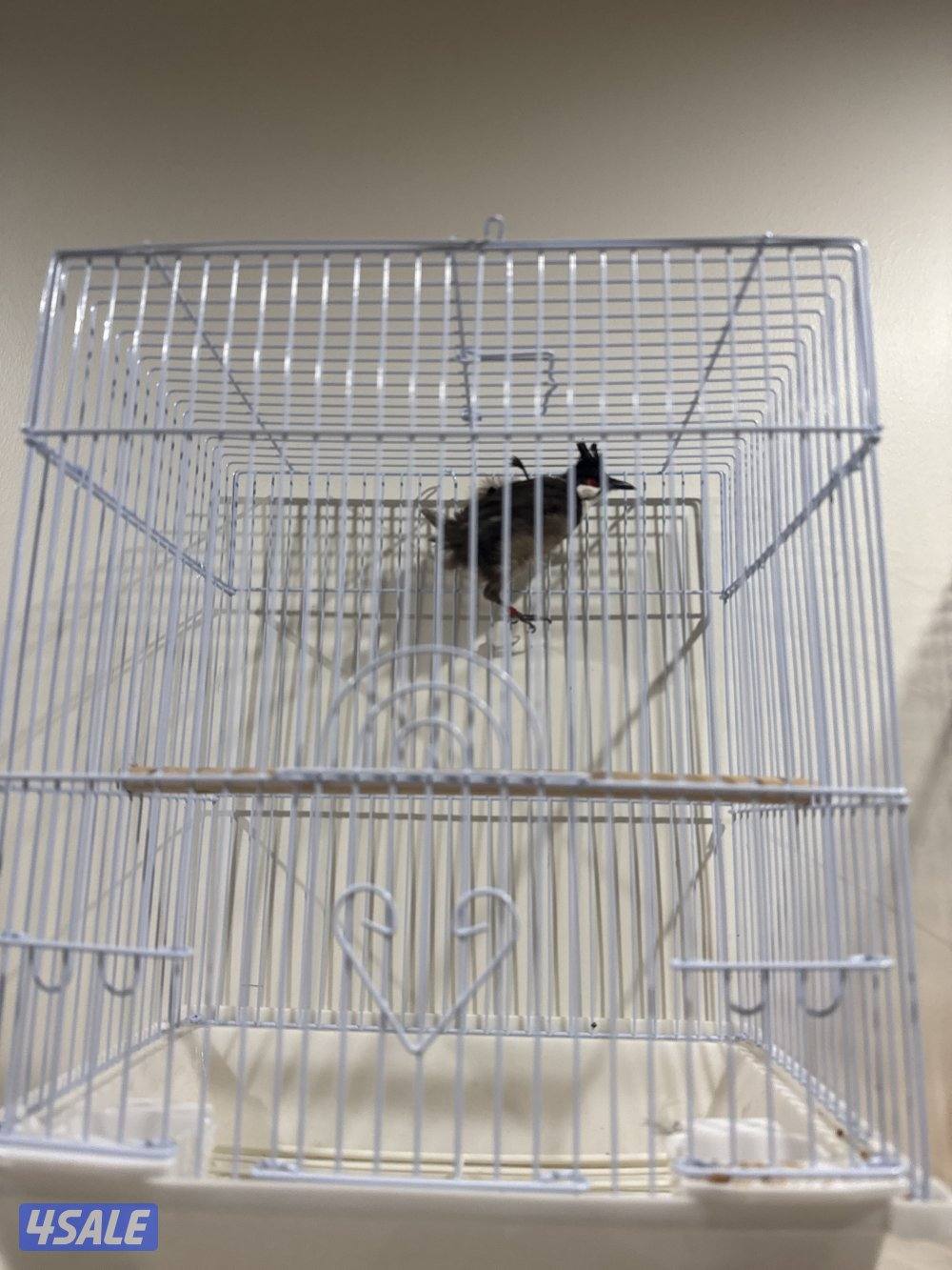 بلبل ماليزي شرط تغريد2