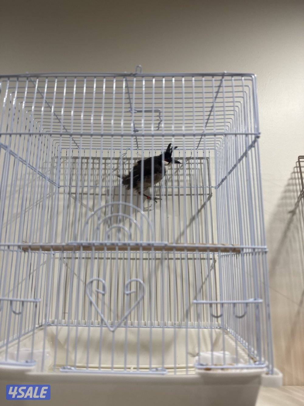 بلبل ماليزي شرط تغريد3