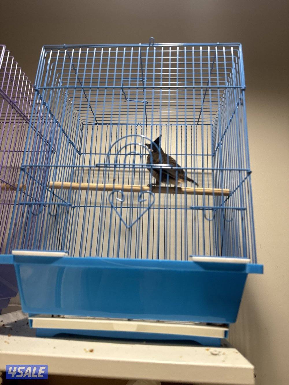 بلبل ماليزي شرط تغريد4