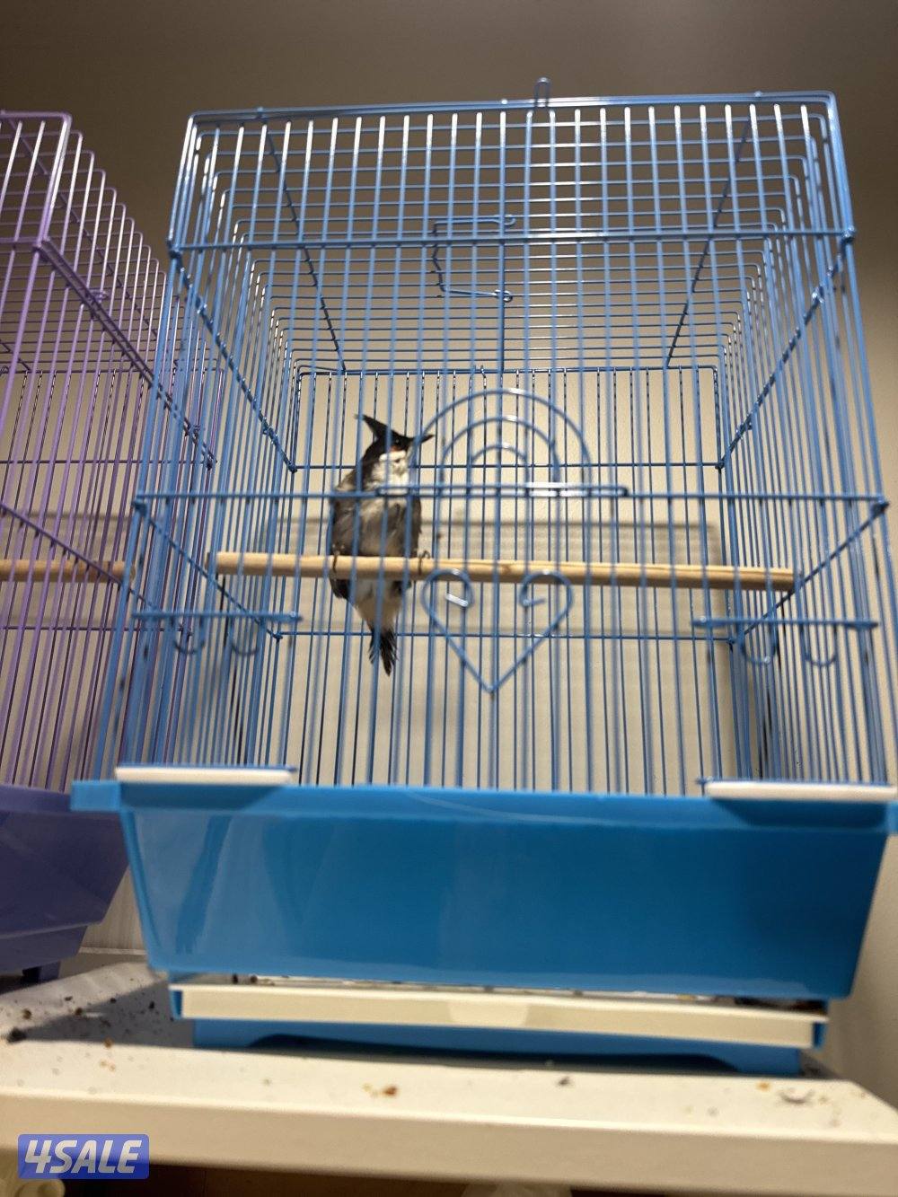 بلبل ماليزي شرط تغريد5