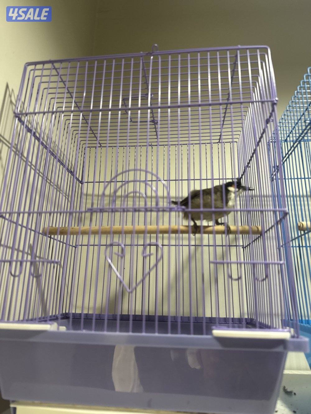 بلبل ماليزي شرط تغريد6