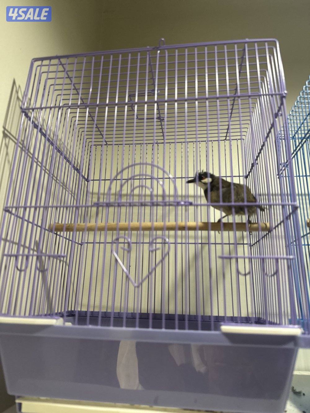 بلبل ماليزي شرط تغريد7