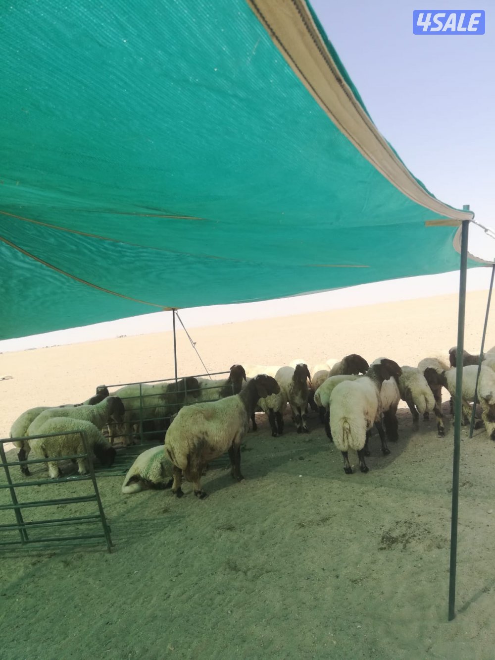 بيع وتفصال خيمة شفاف7