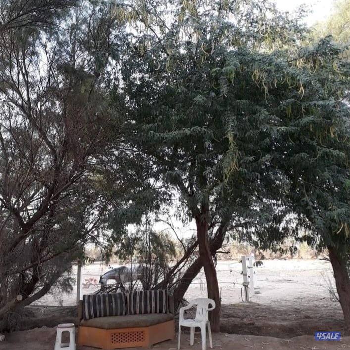 مربط في العبدلي2