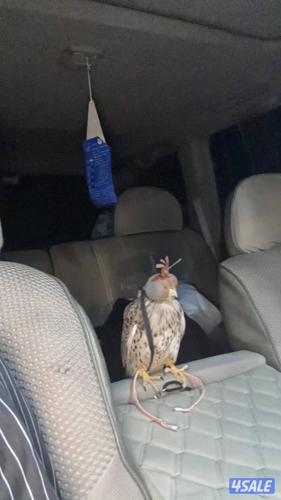 مع أغراضه والتوصيل0