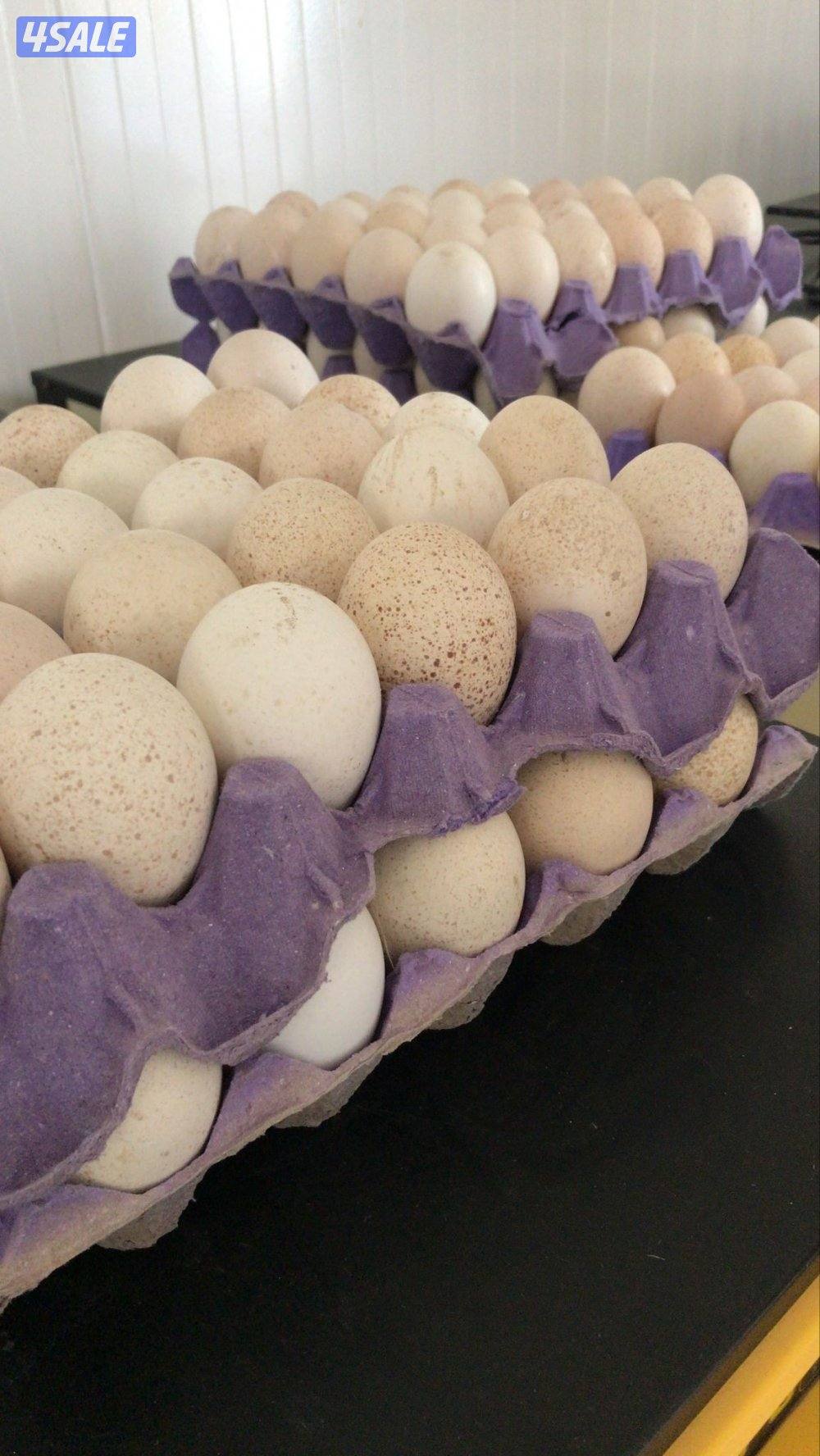 للبيع بيض رومي للفقاسات0