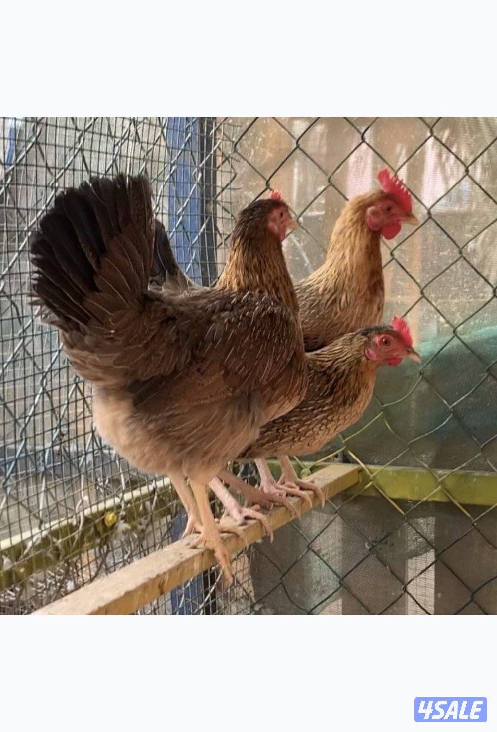 دجاج العربي القديم سيافي1