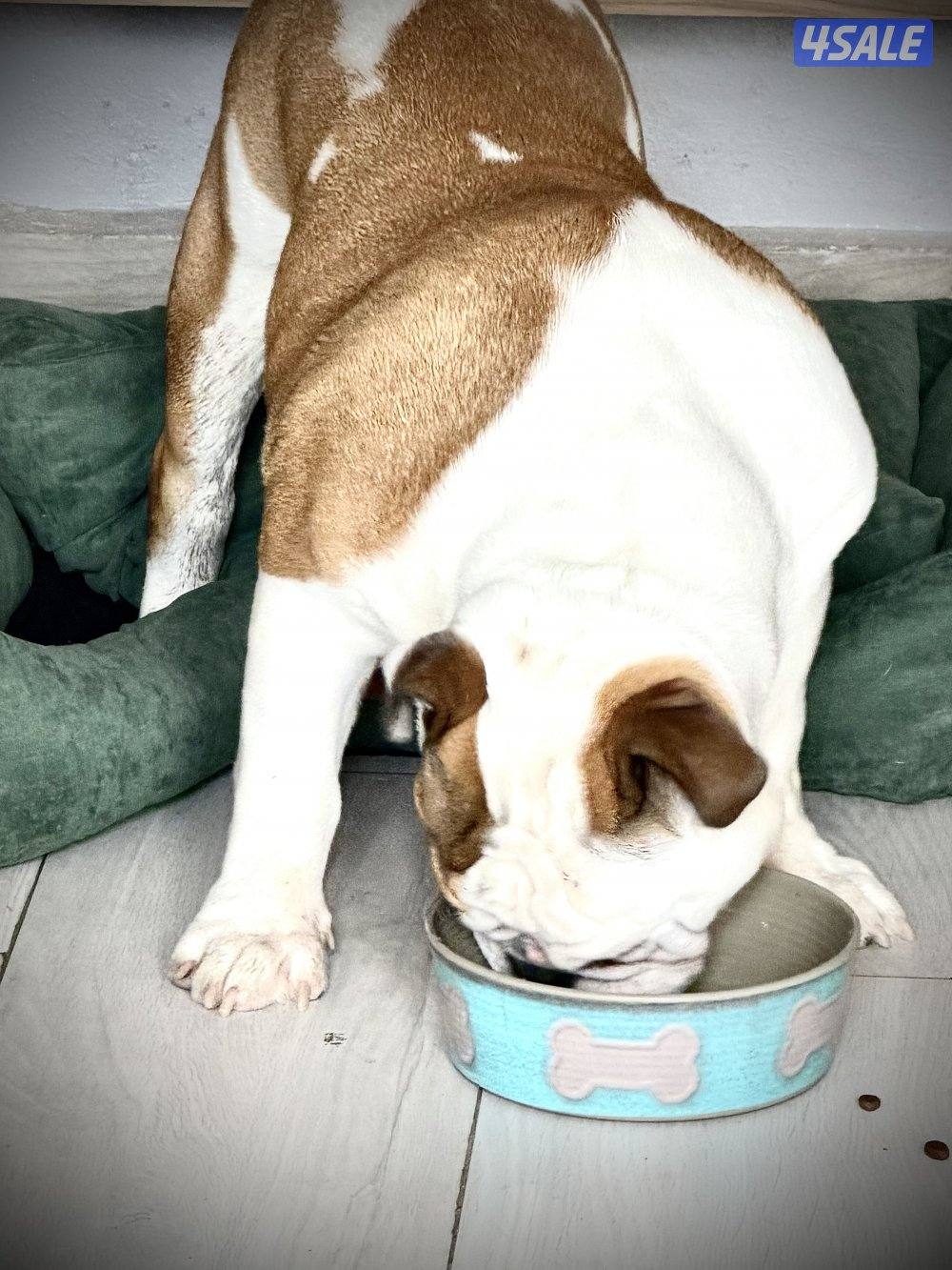 للبيع برتش بولدوق0