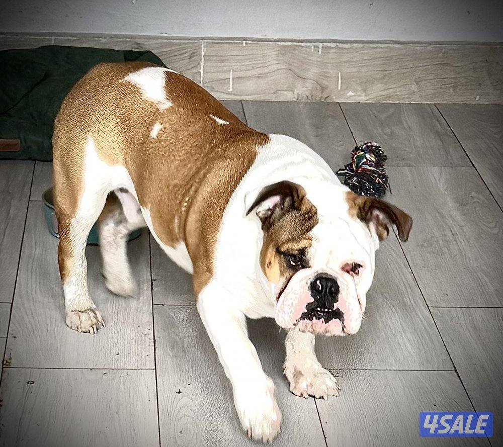 للبيع برتش بولدوق1