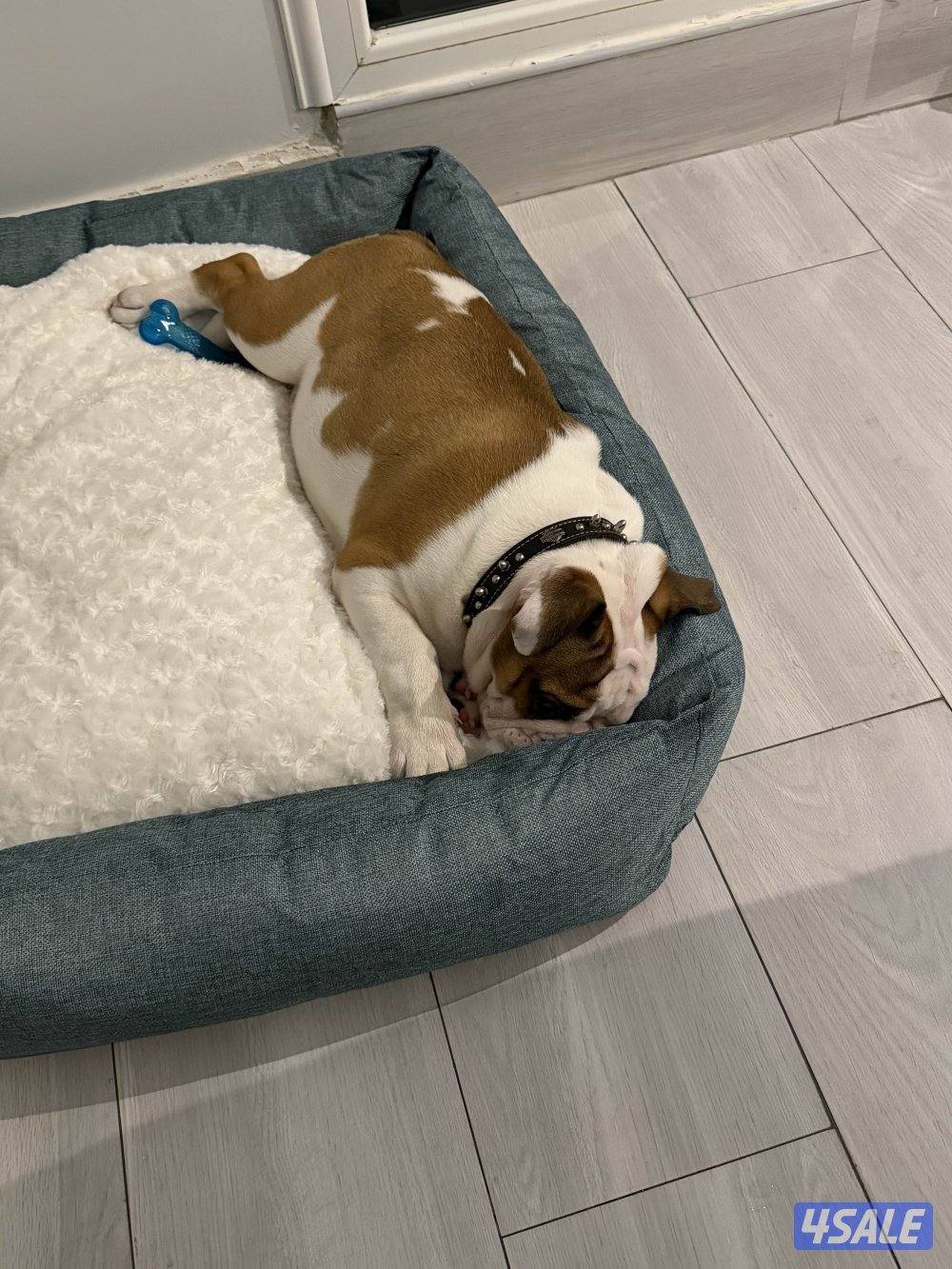 للبيع برتش بولدوق2