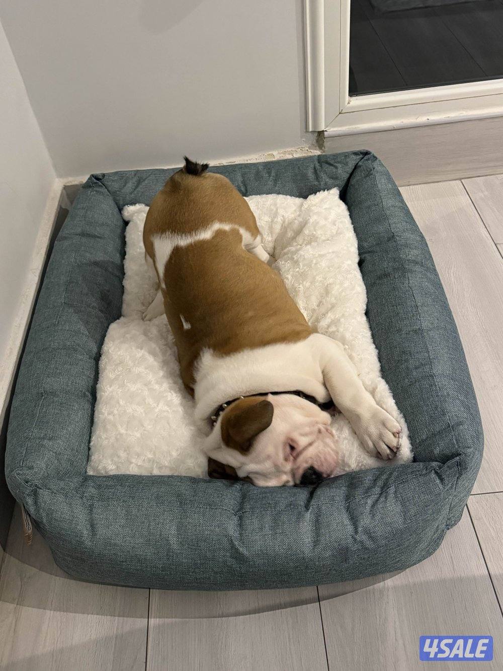 للبيع برتش بولدوق3