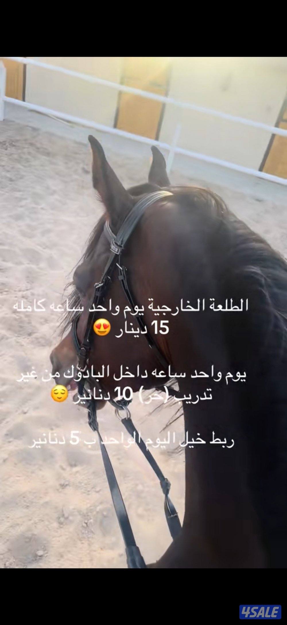 اجار الخيل0
