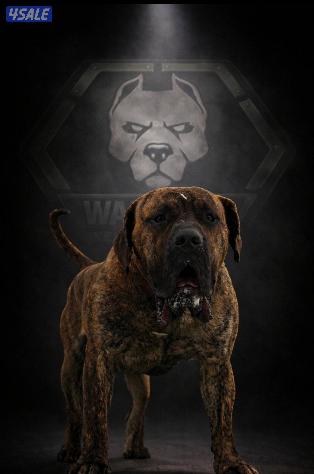 PRESA CANARIO جراوة FCI PEDIGREE بريسا كناريو0
