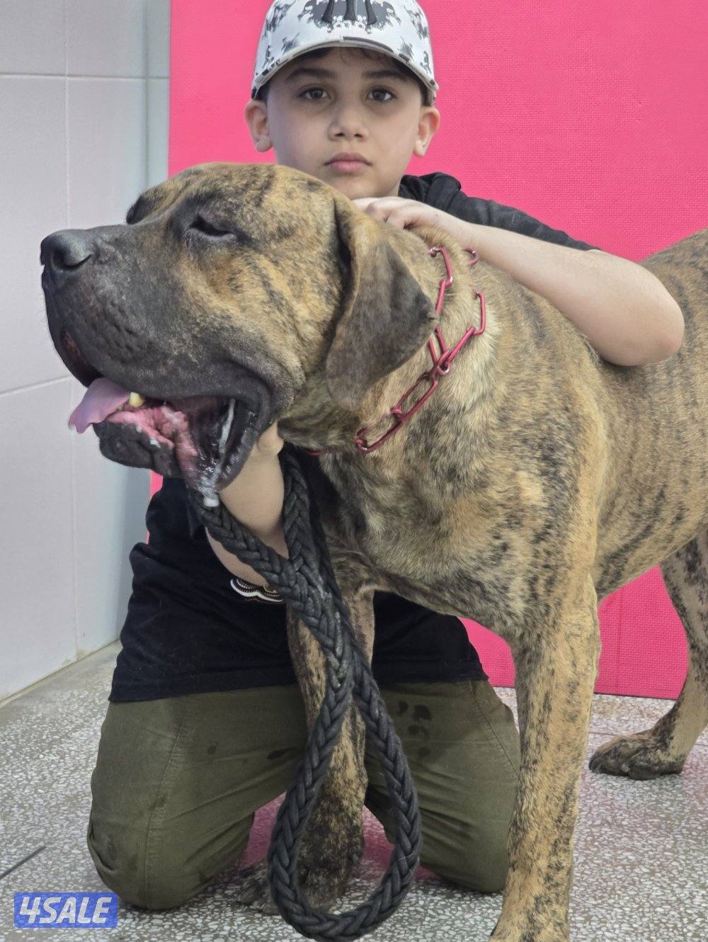 PRESA CANARIO جراوة FCI PEDIGREE بريسا كناريو1