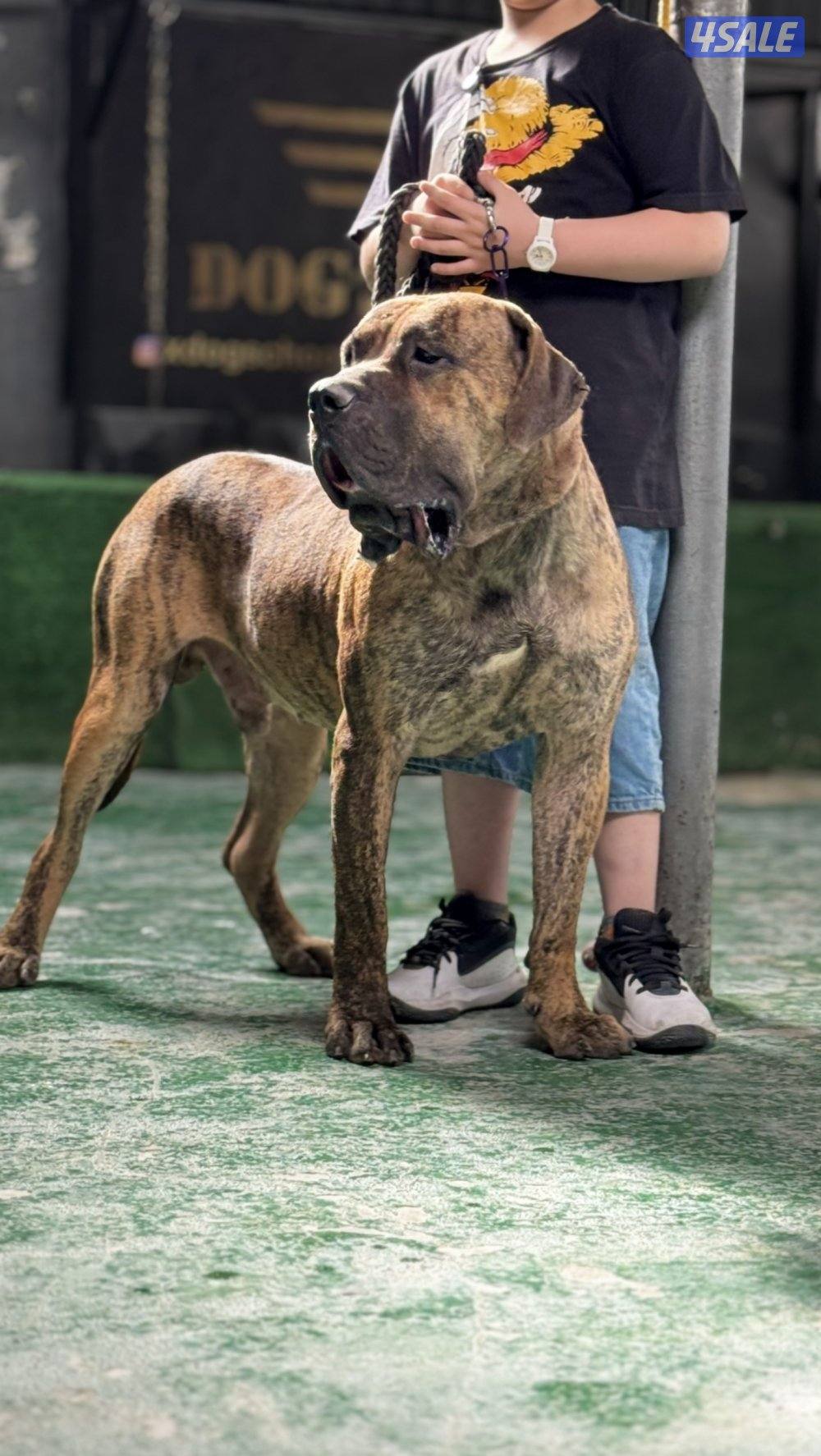 PRESA CANARIO جراوة FCI PEDIGREE بريسا كناريو2