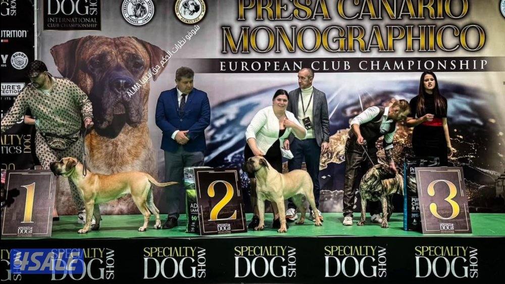 PRESA CANARIO جراوة FCI PEDIGREE بريسا كناريو4