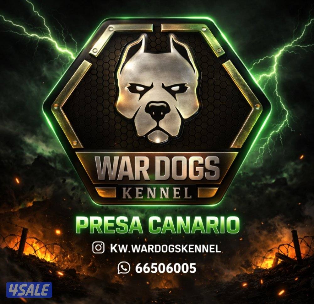 PRESA CANARIO جراوة FCI PEDIGREE بريسا كناريو3