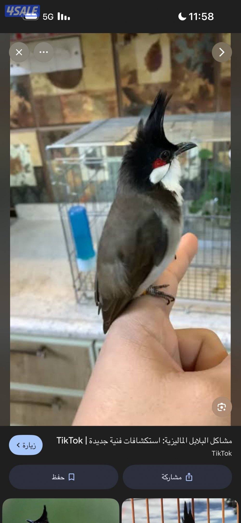 بلبل ماليزي شرط تغريد8