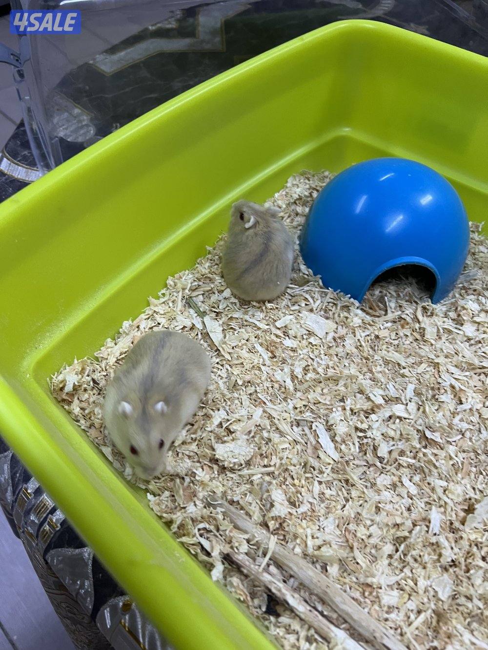 للبيع هامسترات روسيه0