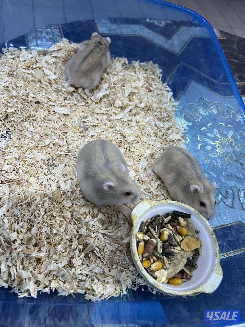 للبيع هامسترات روسيه1