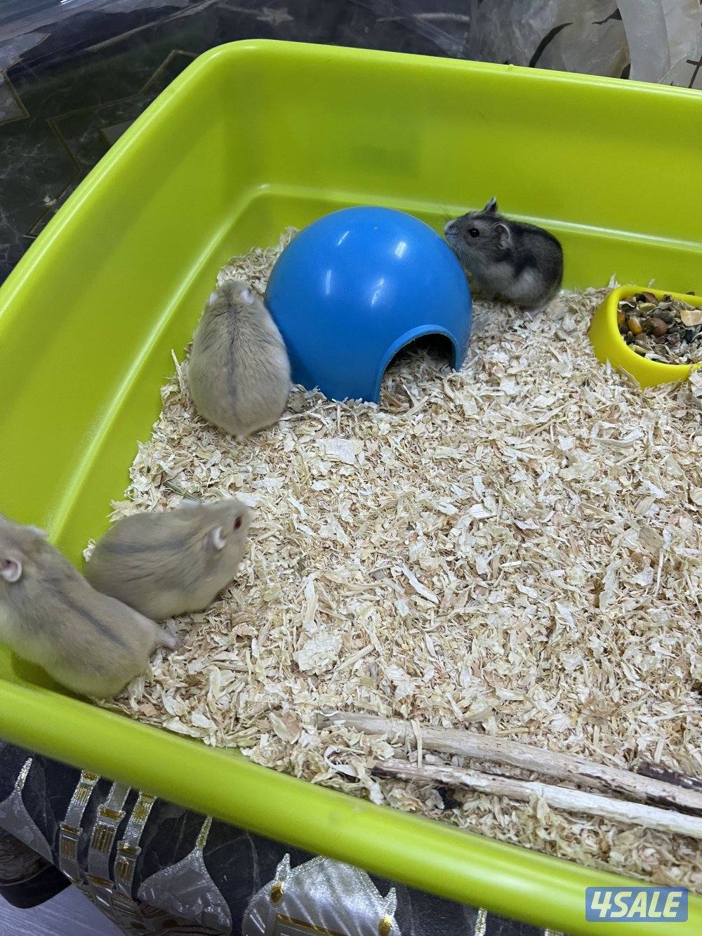 للبيع هامسترات روسيه2