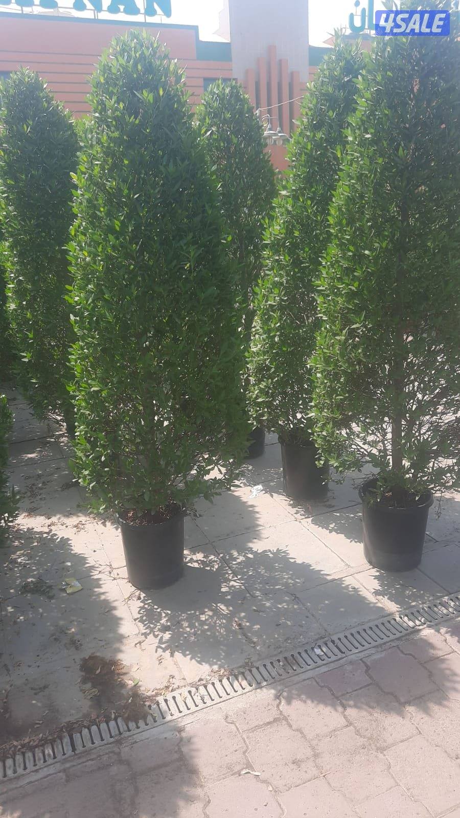 زراعة و تنسيق حدائق3