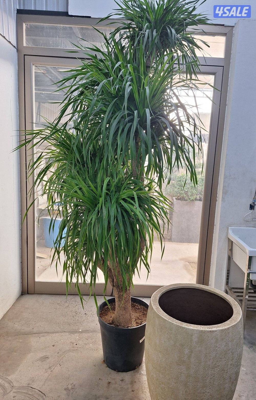 زراعة و تنسيق حدائق10