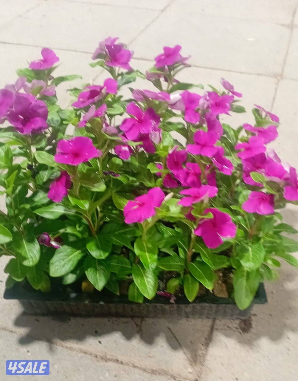 زراعة و تنسيق حدائق9