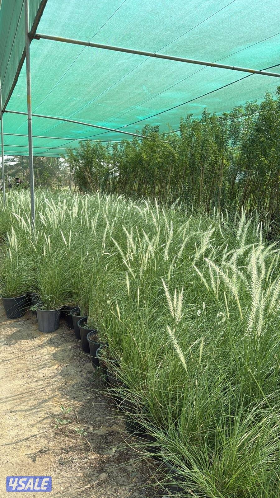 زراعة و تنسيق حدائق12