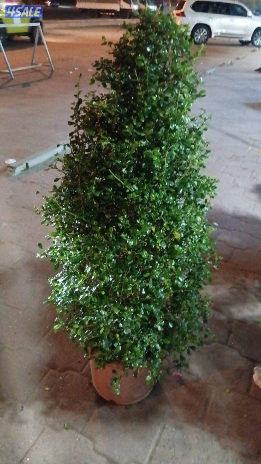 زراعة و تنسيق حدائق15