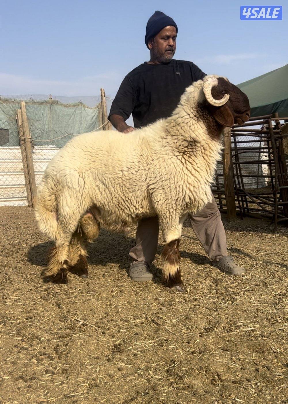 غنم فاخره عمق طيب و مرسسه رس طيب والغنم طيبه طيبه1