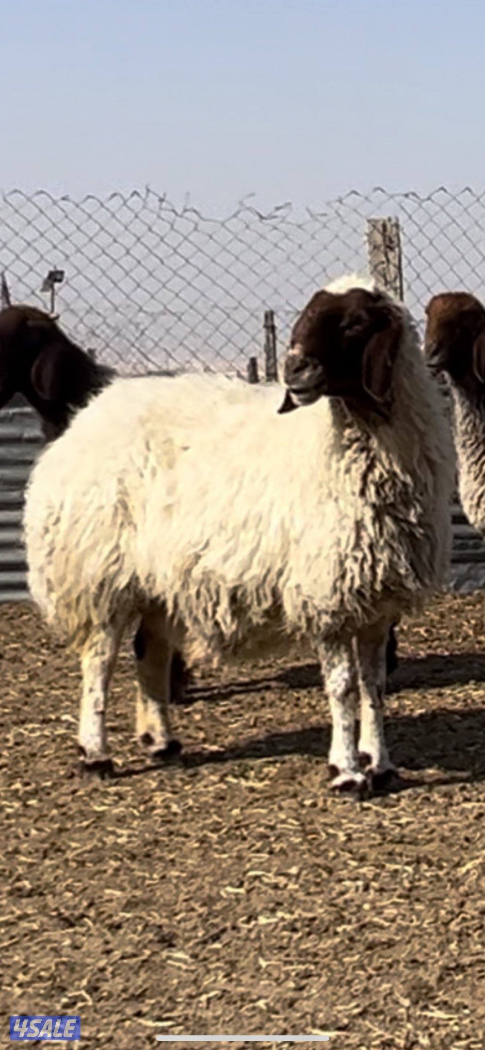 غنم فاخره عمق طيب و مرسسه رس طيب والغنم طيبه طيبه2