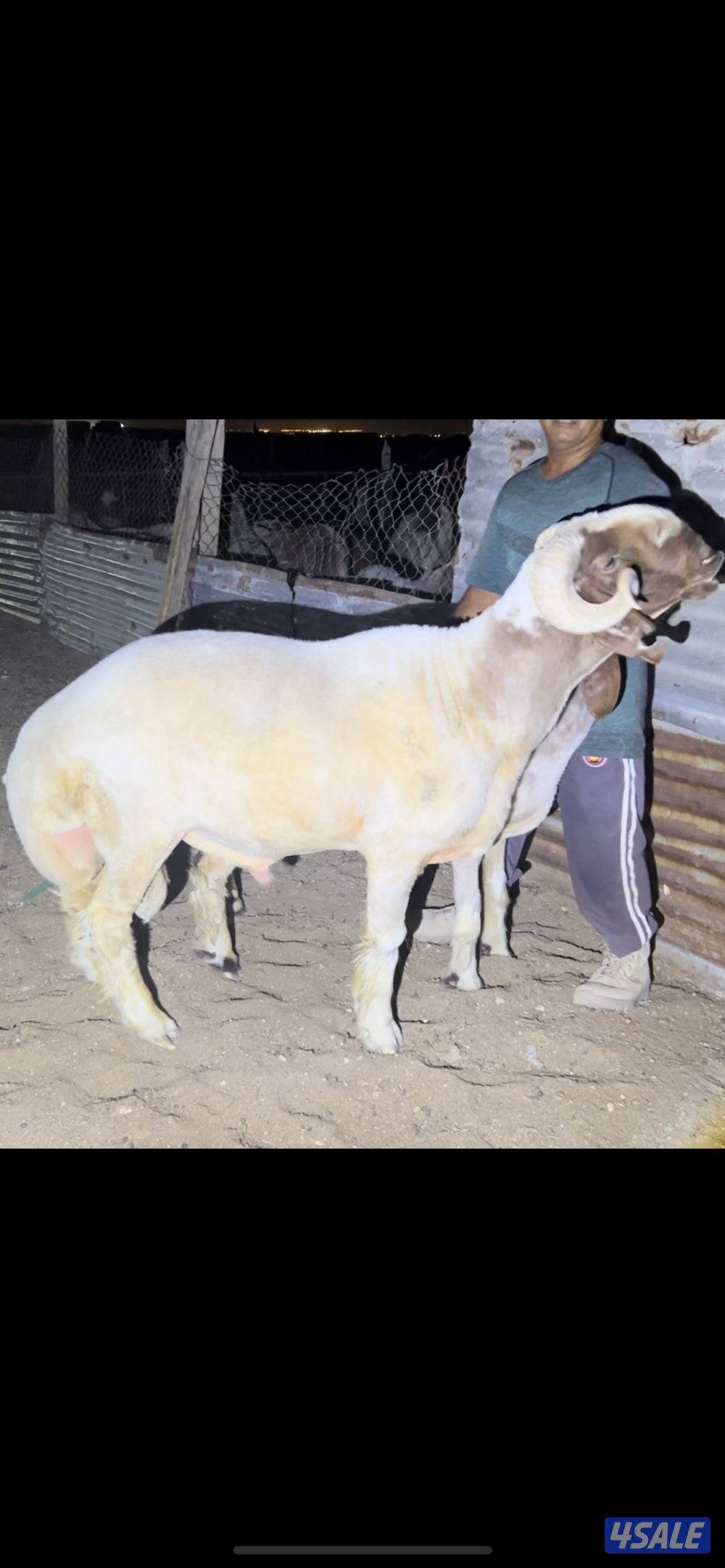 غنم فاخره عمق طيب و مرسسه رس طيب والغنم طيبه طيبه3