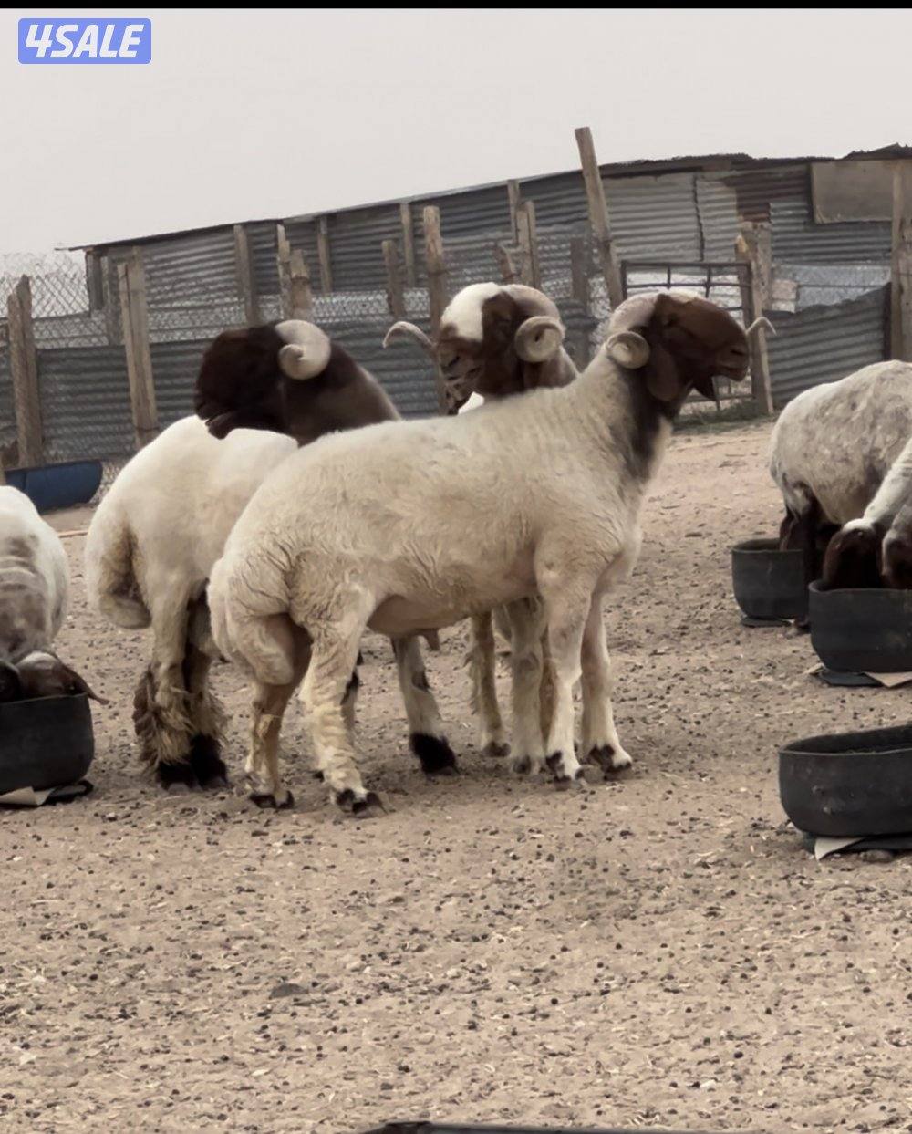 غنم فاخره عمق طيب و مرسسه رس طيب والغنم طيبه طيبه4