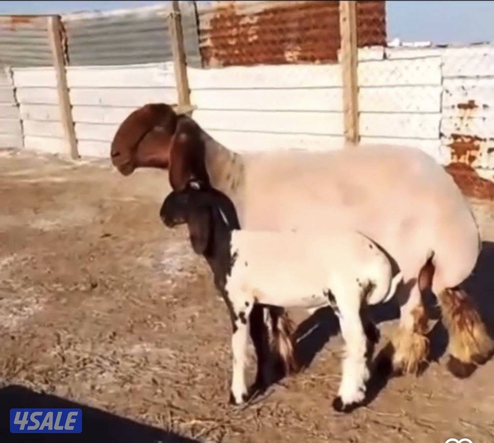 غنم فاخره عمق طيب و مرسسه رس طيب والغنم طيبه طيبه5