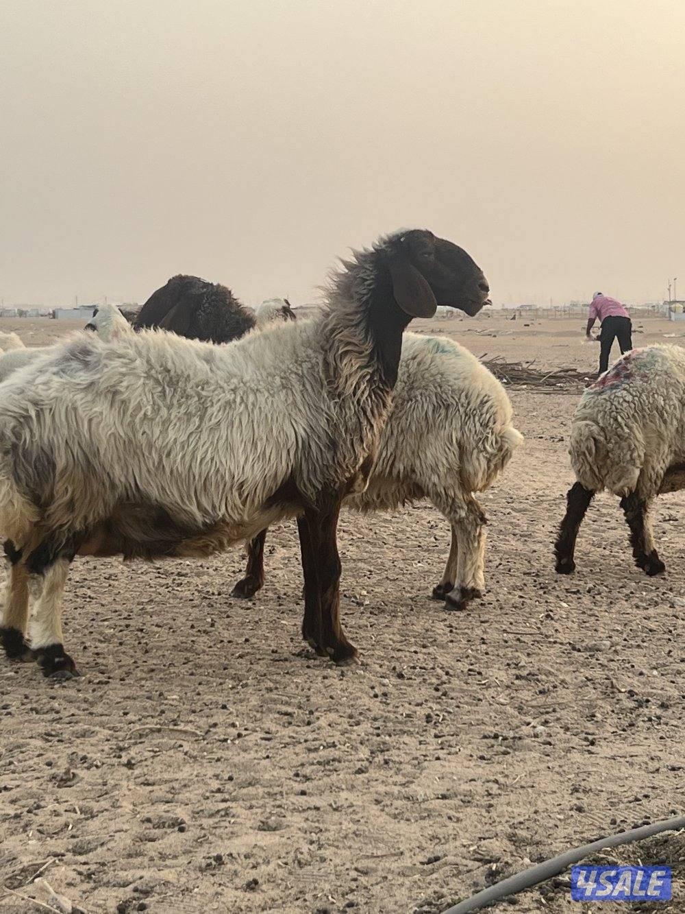 غنم فاخره عمق طيب و مرسسه رس طيب والغنم طيبه طيبه6