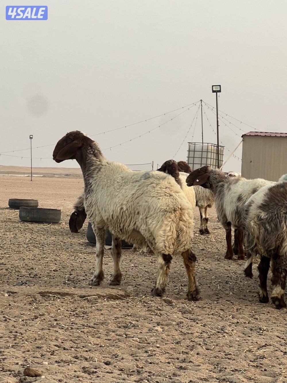 غنم فاخره عمق طيب و مرسسه رس طيب والغنم طيبه طيبه7